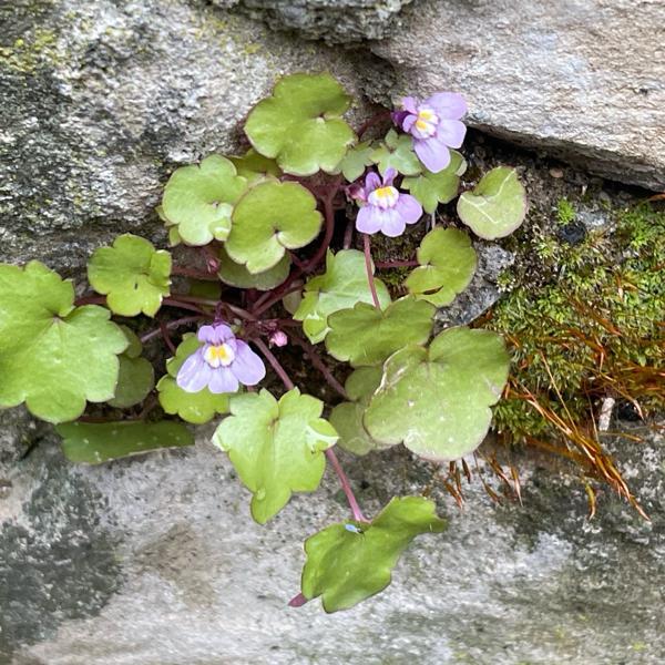 <h3><a href="/trips/ebro/biota/plantae/tracheophyta/magnoliopsida/lamiales/plantaginaceae/cymbalaria muralis/cymbalaria muralis-nl.html">Cymbalaria&nbsp;muralis</a> / Ivy‑leaved&nbsp;toadflax / Muurleeuwenbek</h3><p>waarneming.nl: goedgekeurd (met bewijs).</p>